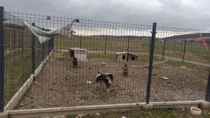 Wizyta Wolontariuszy w Schronisku Psie Pole w Racławicach